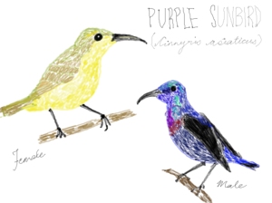 The forest spirit: Purple sunbirds 